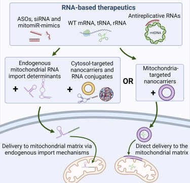 Protheragen Launches In Vitro Mitochondrial Analysis Services to Facilitate Mitochondrial Disease Research