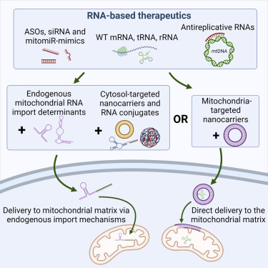 Protheragen Launches In Vitro Mitochondrial Analysis Services to Facilitate Mitochondrial Disease Research